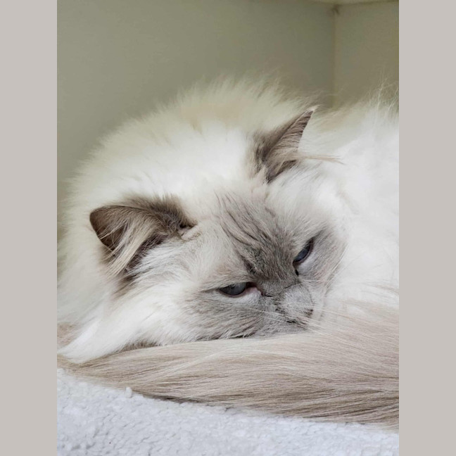 Photo of 🐱 Nahla 6461 🐱