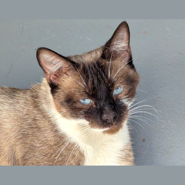 Photo of Celeste
