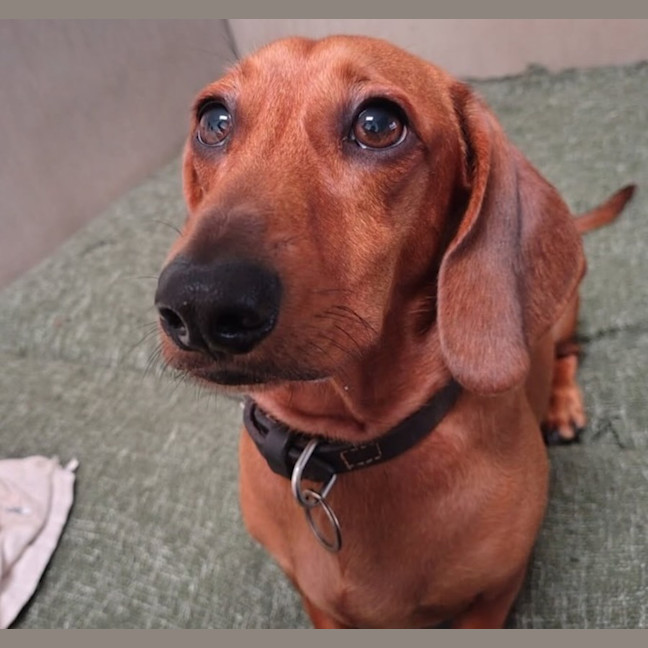 Photo of Huey