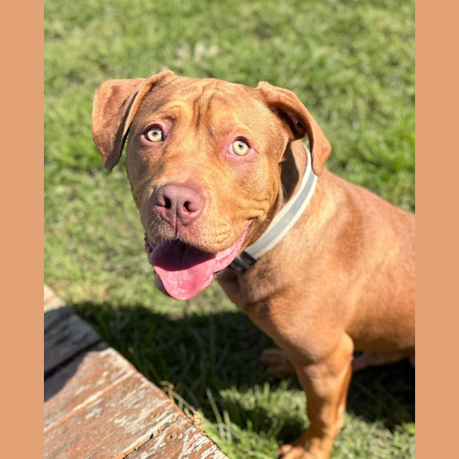 Photo of Stubby