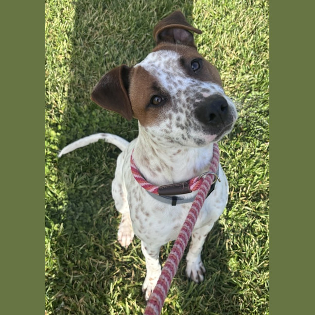 Photo of Freckles