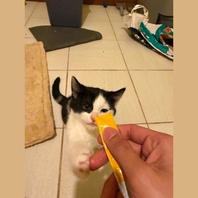 Photo of Oreo