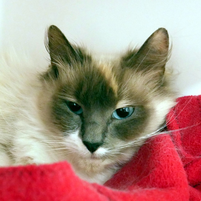 Photo of Sugar Sua015693