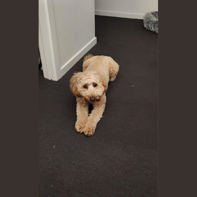 Photo of Caesar   1.5 Year Old Spoodle (Trial)