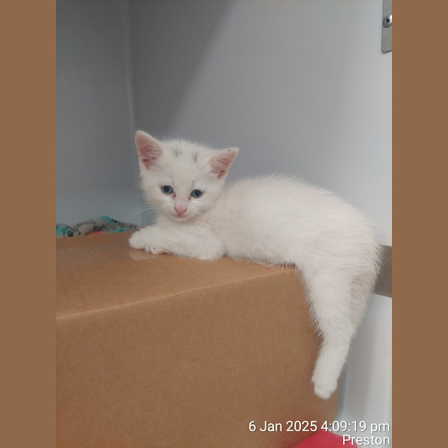 Photo of Coconut