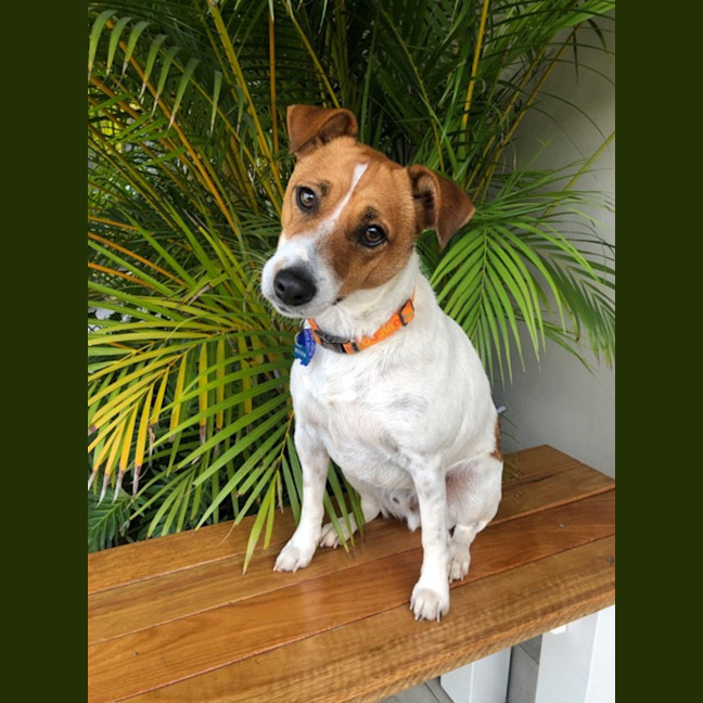 Photo of Archio   2 Year Old Jack Russell X (Trial)