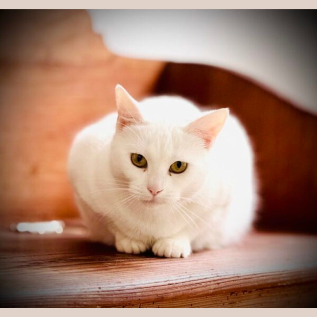 Photo of Antoinette