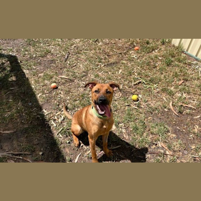 Photo of Scarlet