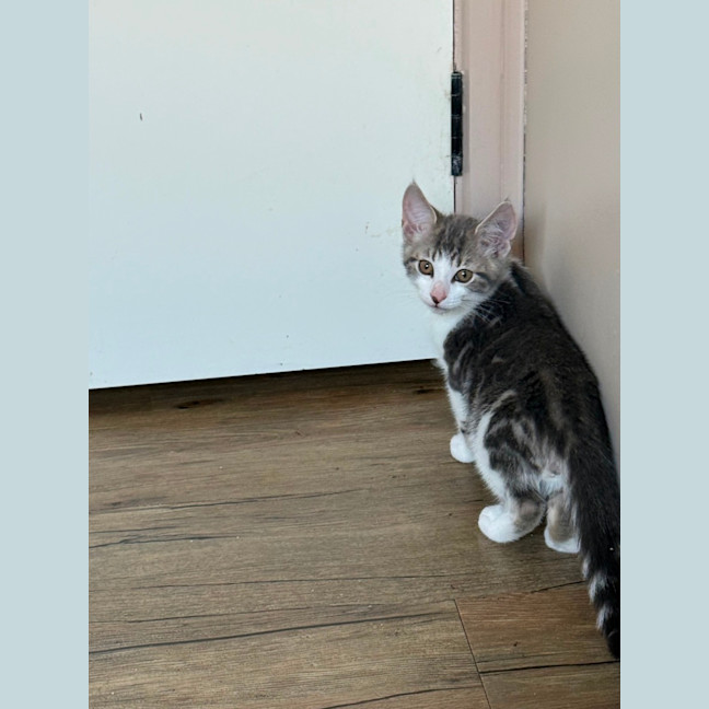 Photo of Bazil Meet Me At Petstock Keysborough