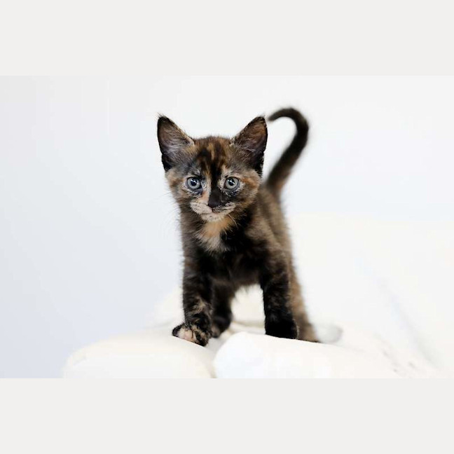 Photo of Junie