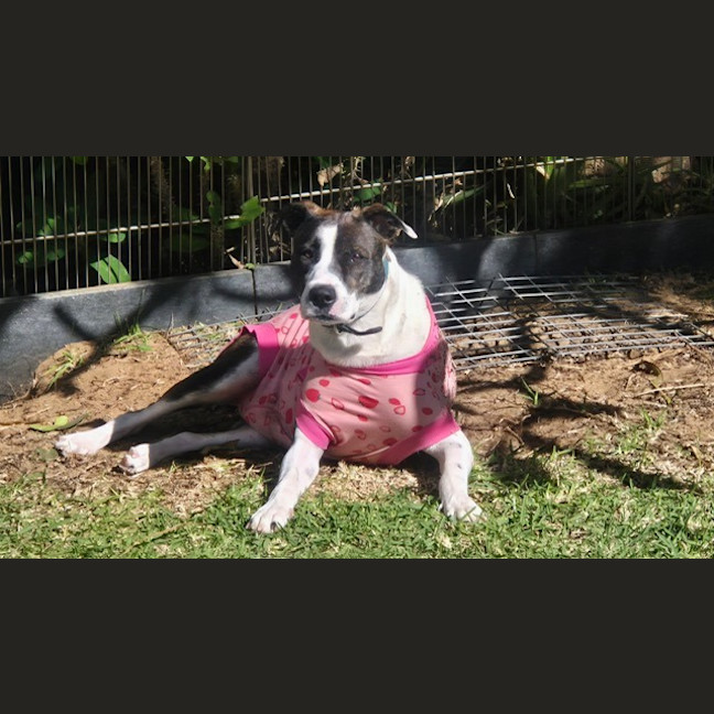 Photo of Sesame