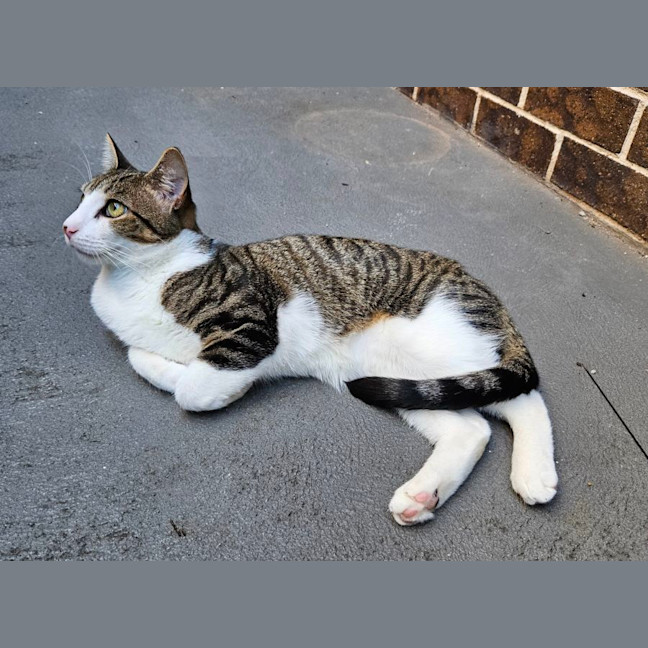 Photo of Milo