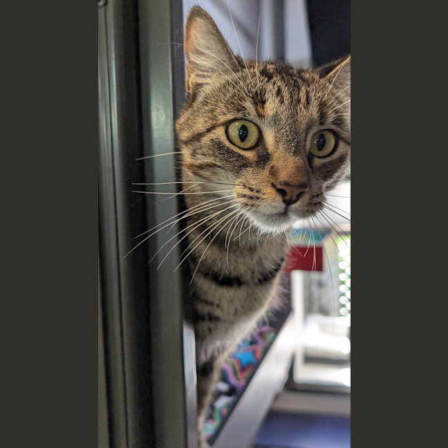 Photo of Monte Carlo Caramel (Ex Jenny)