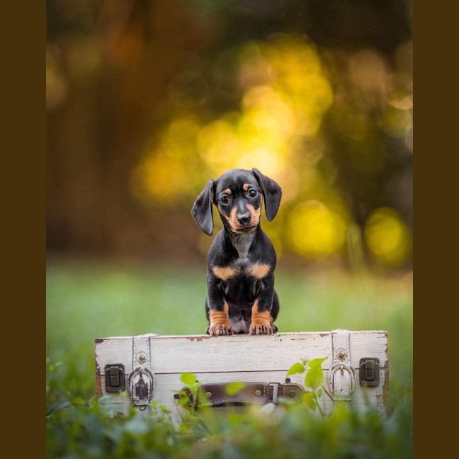 Photo of Violet