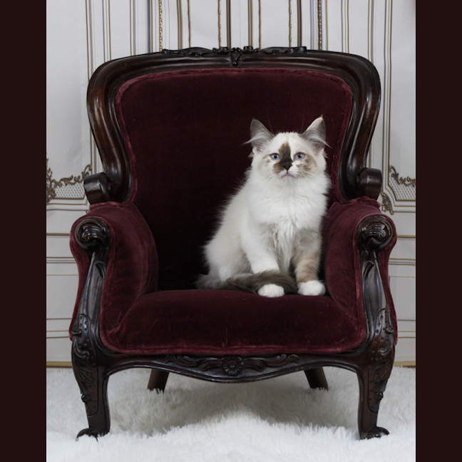 Photo of Chanel