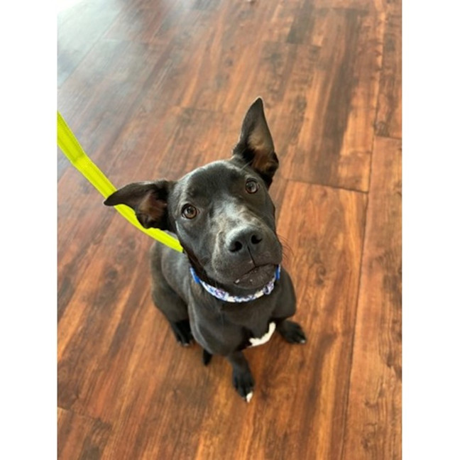 Photo of Betty *$350 Adoption Fee*