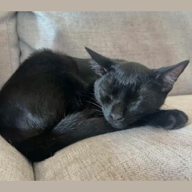 Photo of Binx And Onyx