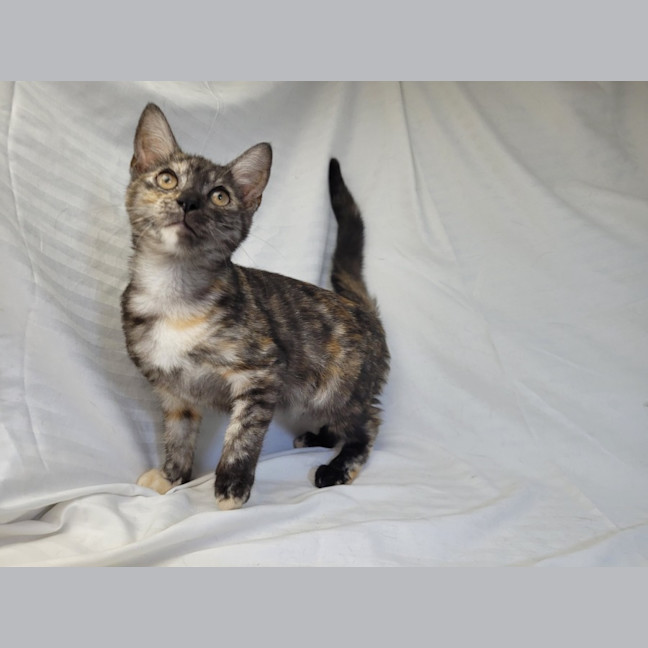 Photo of Rainbow Cabbage 🌈