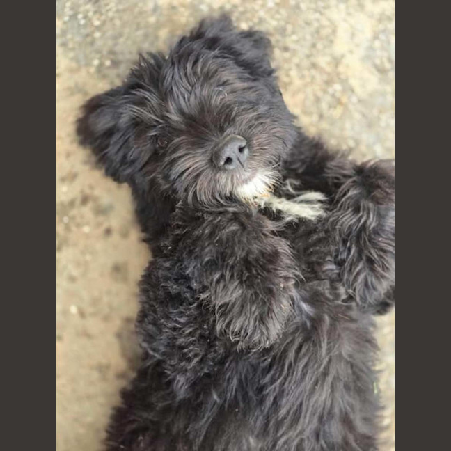 Photo of Tenderheart