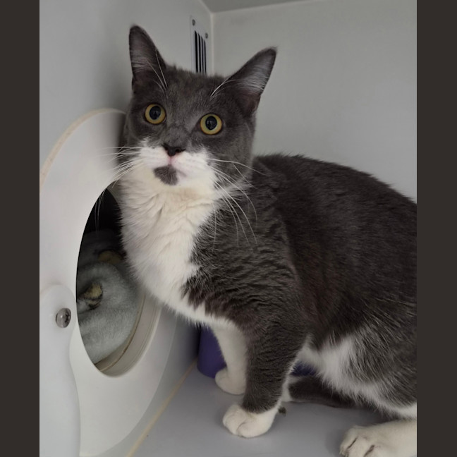 Photo of Otis
