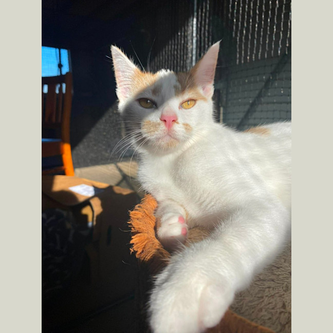 Photo of Caramel