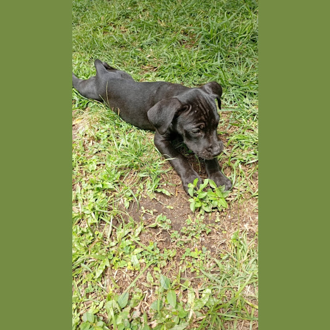 Photo of Houdini 