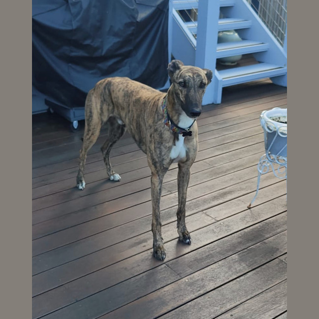 Photo of Hugo