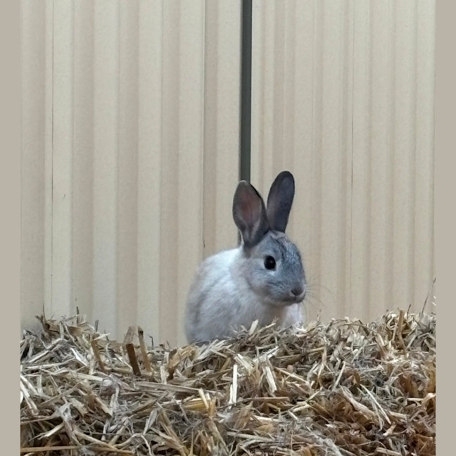 Photo of Jasmine And Josie