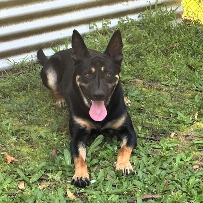 Photo of Rusty