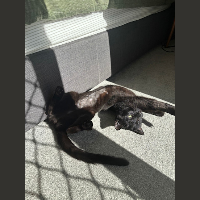 Photo of Merp (Previously Leanne) 