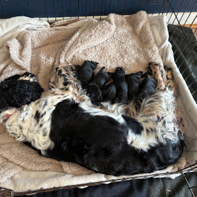 Photo of Sadies Litter