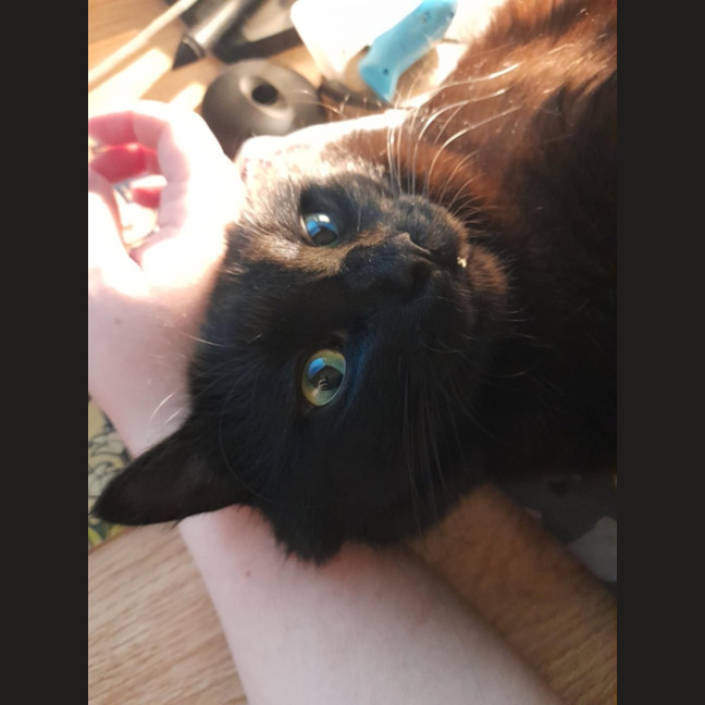 Photo of Yam *9 Lives Project Rescue*