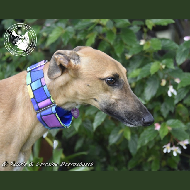 Photo of Mickey (Racing Name Mcnulty)