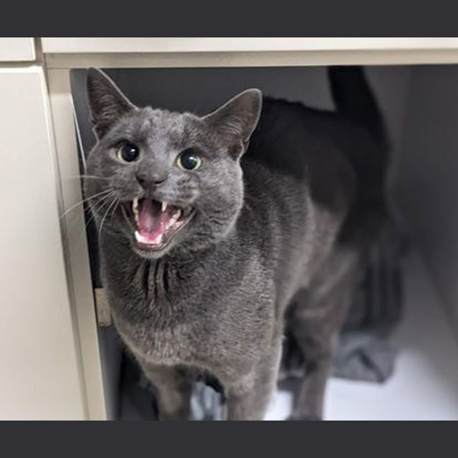 Photo of Junkman The Second