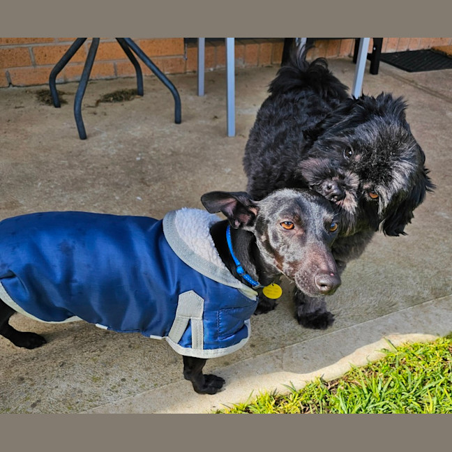 Photo of Twinkie