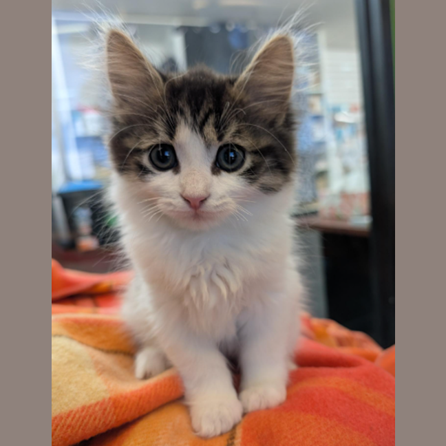 Photo of Antonio The Pussy Cat