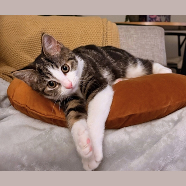 Photo of Cha Cha