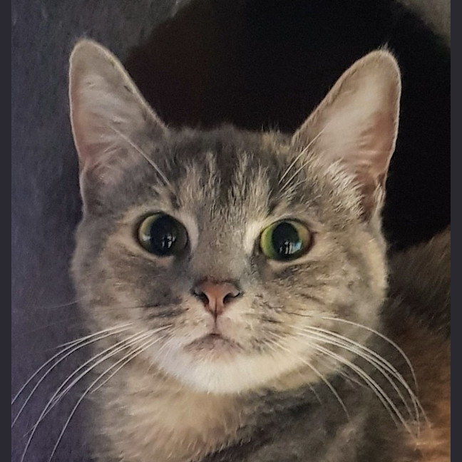 Photo of Addie   Now At Glendale Pe Tquarters 