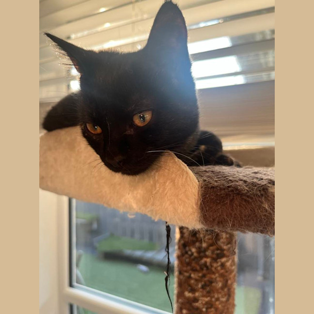 Photo of Piper   Located In Frankston