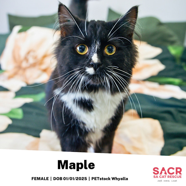 Photo of Maple