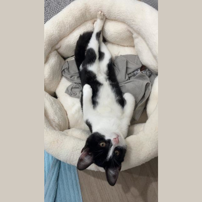 Photo of Panda