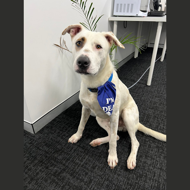 Photo of Cookie