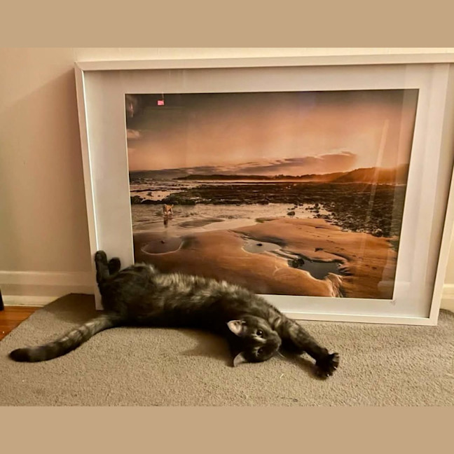 Photo of Prince* 9 Lives Project Rescue*