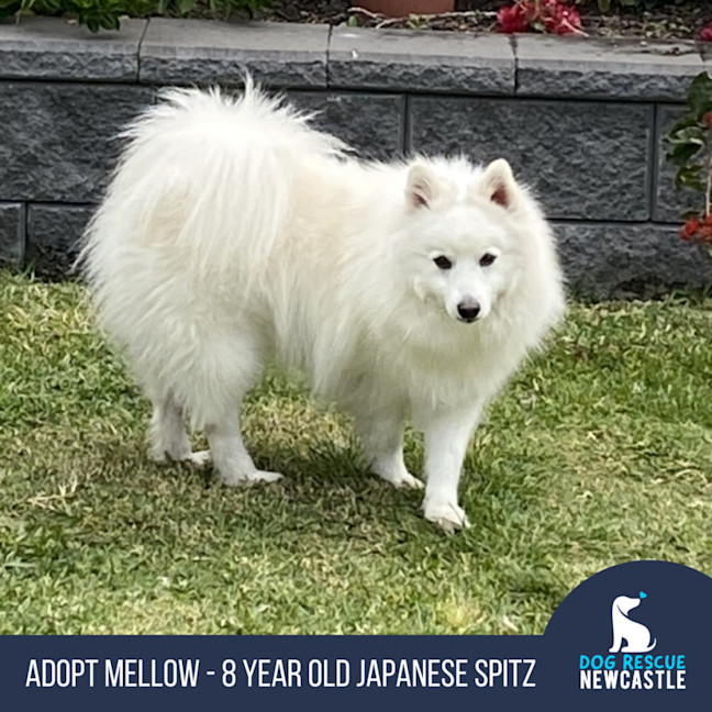 Photo of Mellow   8 Year Old Japanese Spitz
