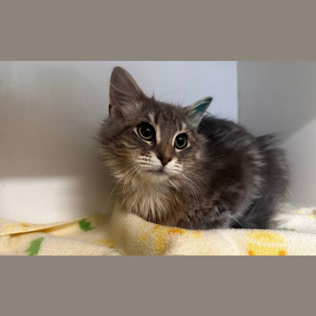 Photo of Juniper