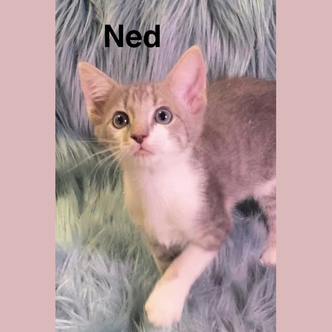 Photo of Ned