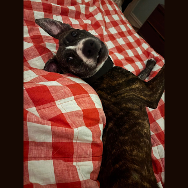 Photo of Gracie