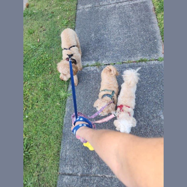 Photo of Caesar   1.5 Year Old Spoodle (Trial)