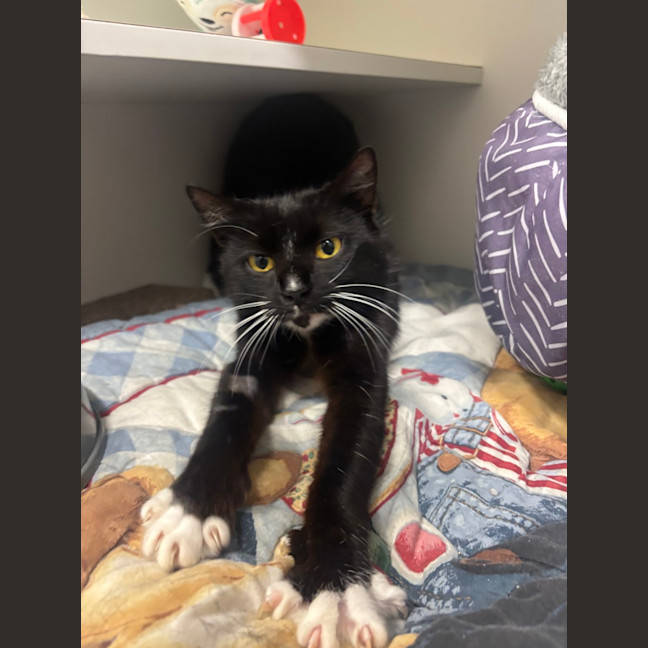 Photo of Cleo