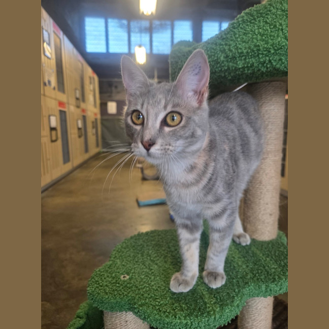 Photo of Dolcie